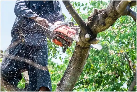 tree services Birnamwood